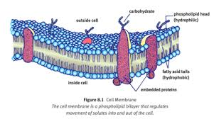 <p>- semipermeable phospholipid bilayer; chooses which particles can enter/leave cell at any point in time<br>- composed of 2 layers of phospholipids</p>