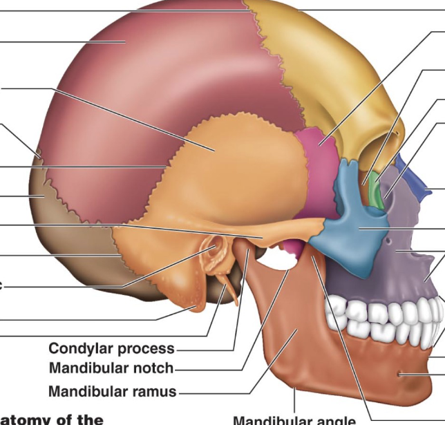 <p>Where is the parietal bone in the picture?</p>