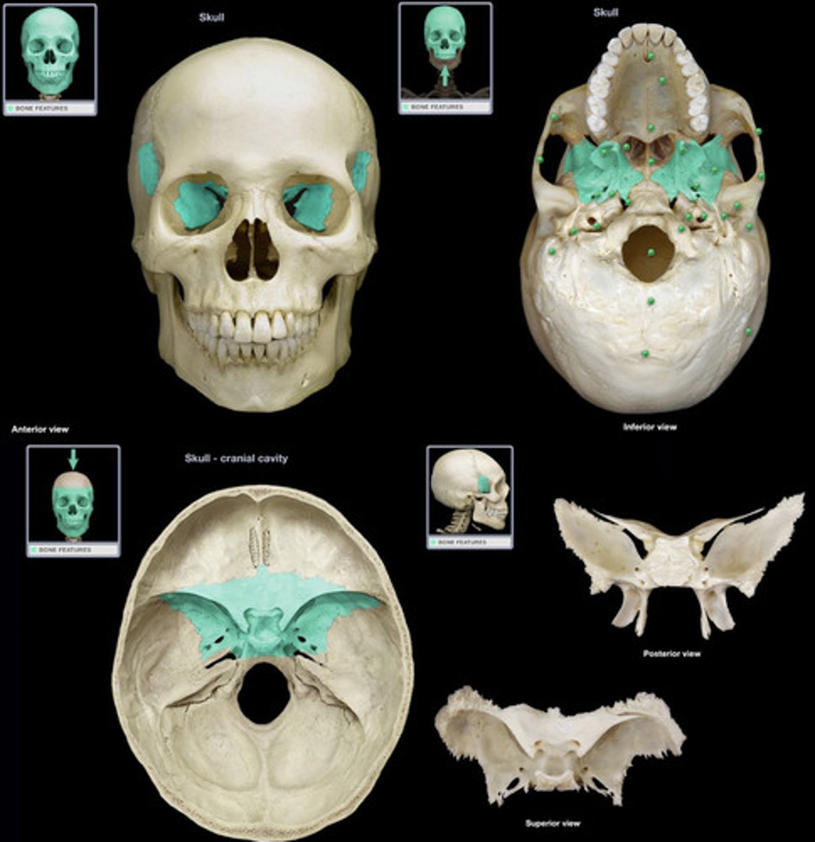 <p>Cranial Bones</p>