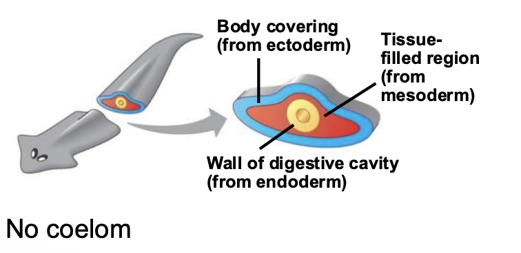 <p>NO fluid-filled body cavity. Only mesoderm surrounding the digestive tract. </p>