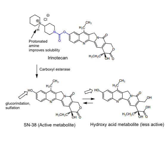 <p>- <span style="color: red"><strong>Topoisomerase I inhibitor</strong></span></p><p>- <strong>Binds to the DNA-topoisomerase I complex, preventing the cleaved DNA strand from re-sealing</strong></p><p>- <span style="color: red"><strong>Active in the S phase of the cell cycle</strong></span></p><p>- <span style="color: red"><strong>Synthetic camptothecin analog</strong></span></p><p>-<strong> </strong><span style="color: red"><strong>Prodrug</strong></span></p><p>- <span style="color: red"><strong>Incorporates a basic group to improve solubility</strong></span></p><p>- <strong>Converted to an active metabolite in the liver</strong></p><p>- <strong>Used first-line to treat</strong><span style="color: red"><strong> metastatic colorectal cancer in combination with</strong></span><span><strong> </strong></span><span style="color: red"><strong>5-fluorouracil</strong></span></p><p>- <span style="color: red"><strong>IV</strong></span></p><p>- <span style="color: red"><strong>SN-38 is formed slowly from the parent drug</strong></span>:</p><ul><li><p><strong>Metabolized to the less active hydroxy acid metabolite, but </strong><span style="color: red"><strong>preferential protein binding of SN-38 shifts the equilibrium in its favor</strong></span></p></li><li><p><strong>Half-life of 11.5 hours</strong></p></li><li><p><span style="color: red"><strong>Eliminated by glucuronidation</strong></span><strong> and</strong><span style="color: red"><strong> sulfation at the phenolic hydroxyl group</strong></span></p></li></ul><p>- <strong>Can cause </strong><span style="color: red"><strong>delayed diarrhea</strong></span><strong> due to its anticholinergic effects</strong></p><p>- <strong>Myelosuppressive —&gt; can cause severe neutropenia</strong></p><p>- <span style="color: red"><strong>Those with a deficiency in the active form of UGT1A1 will experience life-threatening toxicities</strong></span></p>