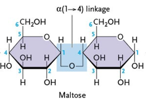<ul><li><p>glucose</p></li><li><p>glucose</p></li></ul><p></p>