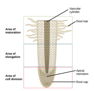 <p>zones of the root tip: &nbsp;<strong><u>zone of elongation</u></strong></p>