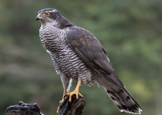 <ul><li><p>short, broad wings & rudder-like tail giving agility to navigate through vegetation of conifer forest</p></li></ul><p></p>