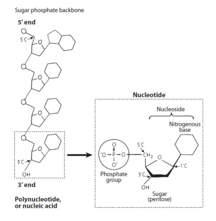 <p>Be able to draw a polynucleotide strand showing two nucleotides joined together. Indicate the numbering on the sugar rings (1' to 5'). Clearly show whether there is an -OH or an -H group at the 2' position on the ribose sugar, as this distinguishes RNA (2'-OH) from DNA (2'-H). Show the phosphodiester linkage (or phosphodiester bond) that connects the 5' carbon of one nucleotide to the 3' carbon of the next. Mark the 5' end (with a free 5' carbon group) and the 3' end (with a free 3' carbon group) of the strand.</p>