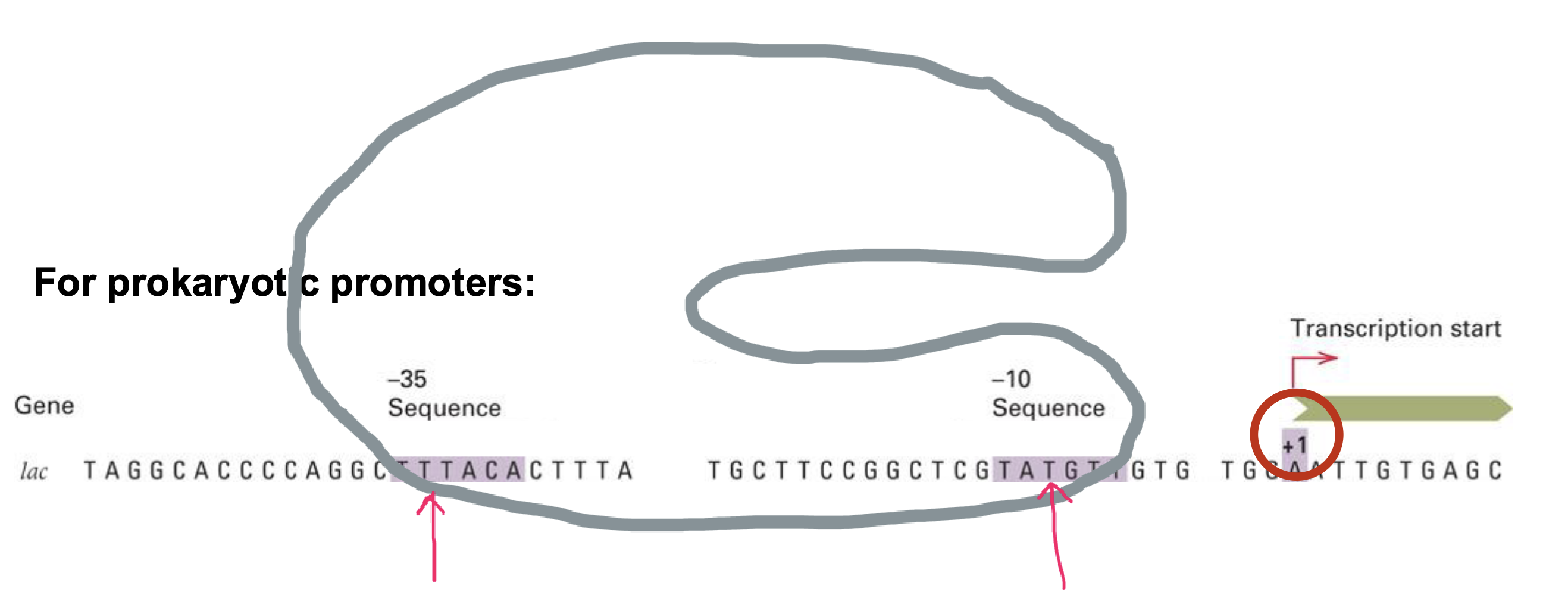 <p>uses promoter</p><ul><li><p>(in prokaryotes) —&gt; promoter consists of -10 sequence and -35 sequence (RNA polymerase binds to these two)</p></li><li><p>amino acid residues in protein use h-bonds, electrostatic interactions, and hydrophobic interactions to recognize these sequences</p></li><li><p>determines when transcription starts and direction in which it proceeds </p></li></ul><p></p>