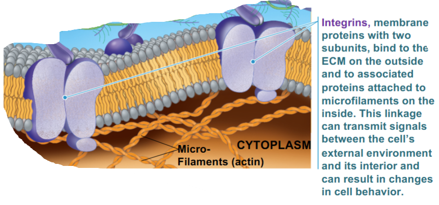 <p>cell surface’s receptor proteins</p><ul><li><p>anchors the cytoskeleton (microfilaments) to the ECM</p></li><li><p>transmits signals</p></li><li><p>influences gene expression and movement</p></li></ul><p></p>