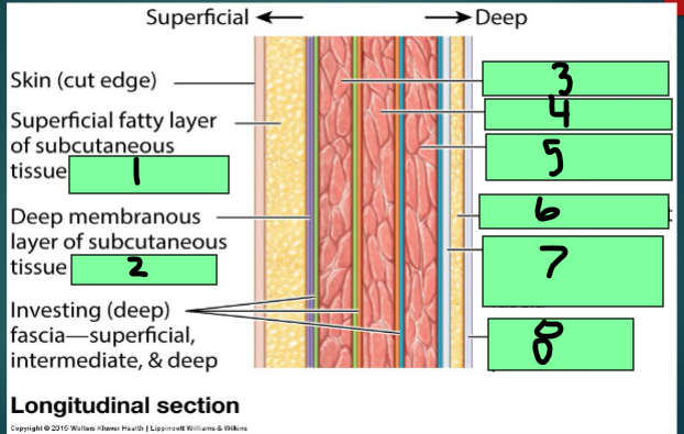 <p>7</p><ul><li><p><strong>Deep </strong>to the transversus abdominis</p></li><li><p>Lines abdominal cavity and pelvic cavity and inferior surface of the diaphragm</p></li></ul><p></p>