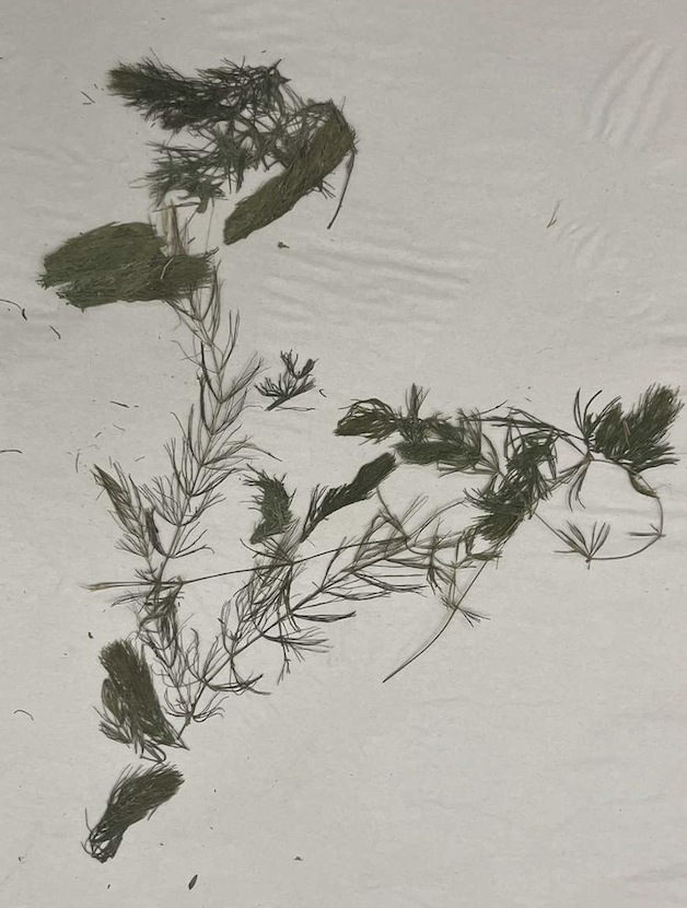 <p>plant?</p>