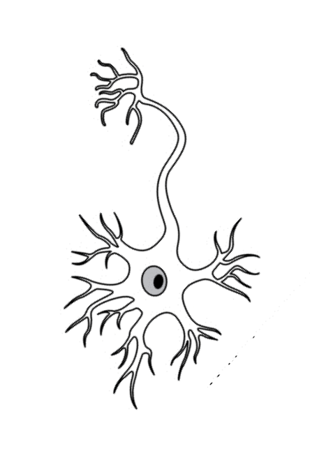 <ul><li><p>Short to connect one neurone to the next (sensory to motor)</p></li></ul><p></p>