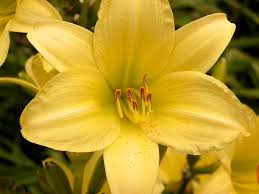 <p><span>Herbaceous perennial with long, strap-like green leaves and large, colorful flowers. Used ornamentally in gardens.</span></p>