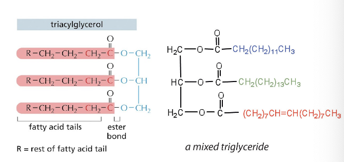 <p>determined by fatty acid composition</p><ul><li><p>3 fatty acid chains are linked to this glycerol thru <strong>ester bonds</strong></p></li><li><p>simple triglyceride = when the 3 fatty acid tails are <strong>identical</strong></p></li><li><p>mixed triglyceride = when the fatty acid tails are <strong>different</strong></p></li></ul><p></p>