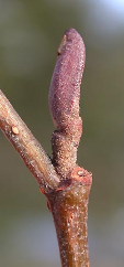 <p><span><strong>Pupeny stopkaté, lysé, lepkavé</strong></span></p>