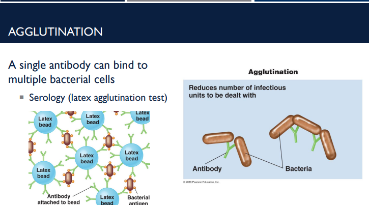 <p>Antibodies tag foreign cells and molecules for destruction. One of the way it does it is through agglutination. Describe this process.</p>
