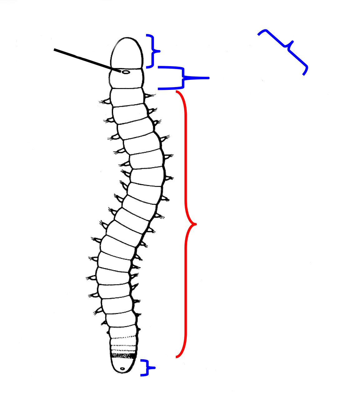 <p>Annelida body structure labelled </p>