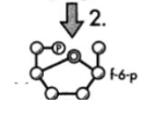 <ul><li><p class=""><strong>What happens?</strong> The glucose gets rearranged into a new sugar form (fructose).</p></li><li><p class=""><strong>Why?</strong> Prepping it for another phosphate to make it symmetrical (for splitting).</p></li><li><p class=""><strong>Energy?</strong> None used here.</p></li><li><p class=""><strong>Visual:</strong> The shape of the molecule changes.</p></li></ul><p class=""><strong>Analogy:</strong> Like twisting a Rubik’s cube to line up colors before the next move.</p>