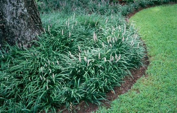<p>Lilyturf</p>