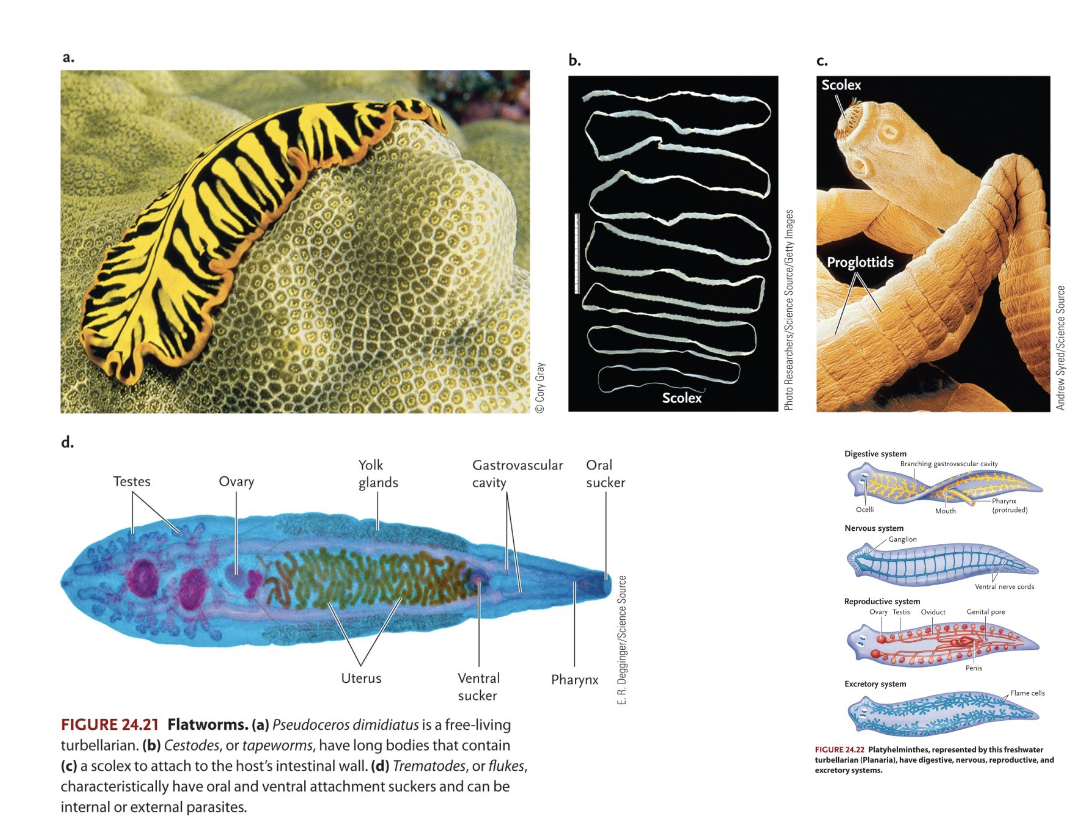 <ul><li><p>Acoelomate (no cavity between the body wall and gut)</p></li><li><p>Parasites and predators</p></li><li><p>Gut has only one opening (acts as both mouth &amp; anus)</p></li></ul><p>Example: Flatworm</p><p></p>