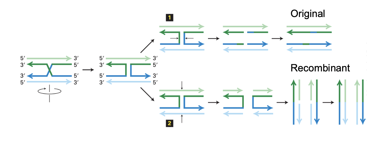 <p>Both involve rotating the DNA molecules so that they aren’t crossing. then two ways to separate the DNA molecules</p><p>1/<strong>Original</strong></p><ul><li><p>cutting the <em>original strands</em></p></li><li><p>results in <strong>gene conversion</strong> but no chromosomal crossover</p></li></ul><p></p><p>2/<strong>Recombinant</strong></p><ul><li><p>cutting <em>other pair of strands</em></p></li><li><p>leads to <strong>recombinant molecule</strong> with <strong>chromosomal crossover</strong></p></li></ul><p></p>