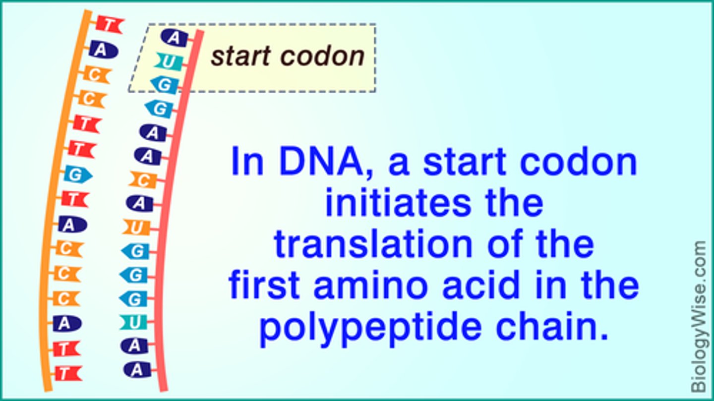 <p>The start codon (AUG) is where the ribosome initially attaches to start translating the messenger RNA. This AUG sequence encodes for the amino acid Methionine.</p>
