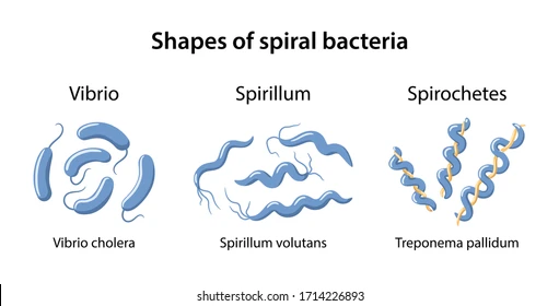 <p>Spiral-Shaped</p><ul><li><p><strong>Description:</strong> Curved or twisted bacteria.</p></li><li><p><strong>Types:</strong></p><ul><li><p><strong>Vibrio</strong> (comma-shaped) → <em>Vibrio cholerae</em></p></li><li><p><strong>Spirillum</strong> (rigid, wavy) → <em>Spirillum volutans</em></p></li><li><p><strong>Spirochete</strong> (flexible, corkscrew-shaped) → <em>Treponema pallidum</em> (causes syphilis)</p></li></ul></li></ul><p></p>