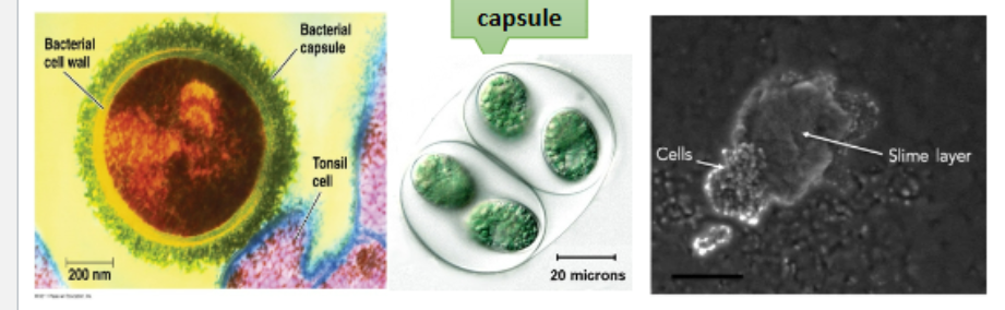<p>-many pro have </p><p>-sticky carbs and proteins secreted outside cell wall</p><p>-adheres (glues) cells together or to surface </p><p>-resists attack from immune system </p><p>-holds in moisture </p>