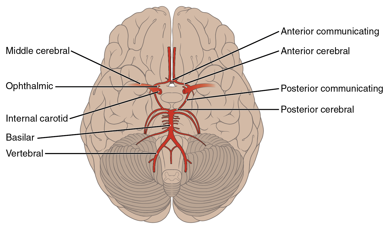 <p><span>The posterior portion of the cerebrum and brain stem</span></p>