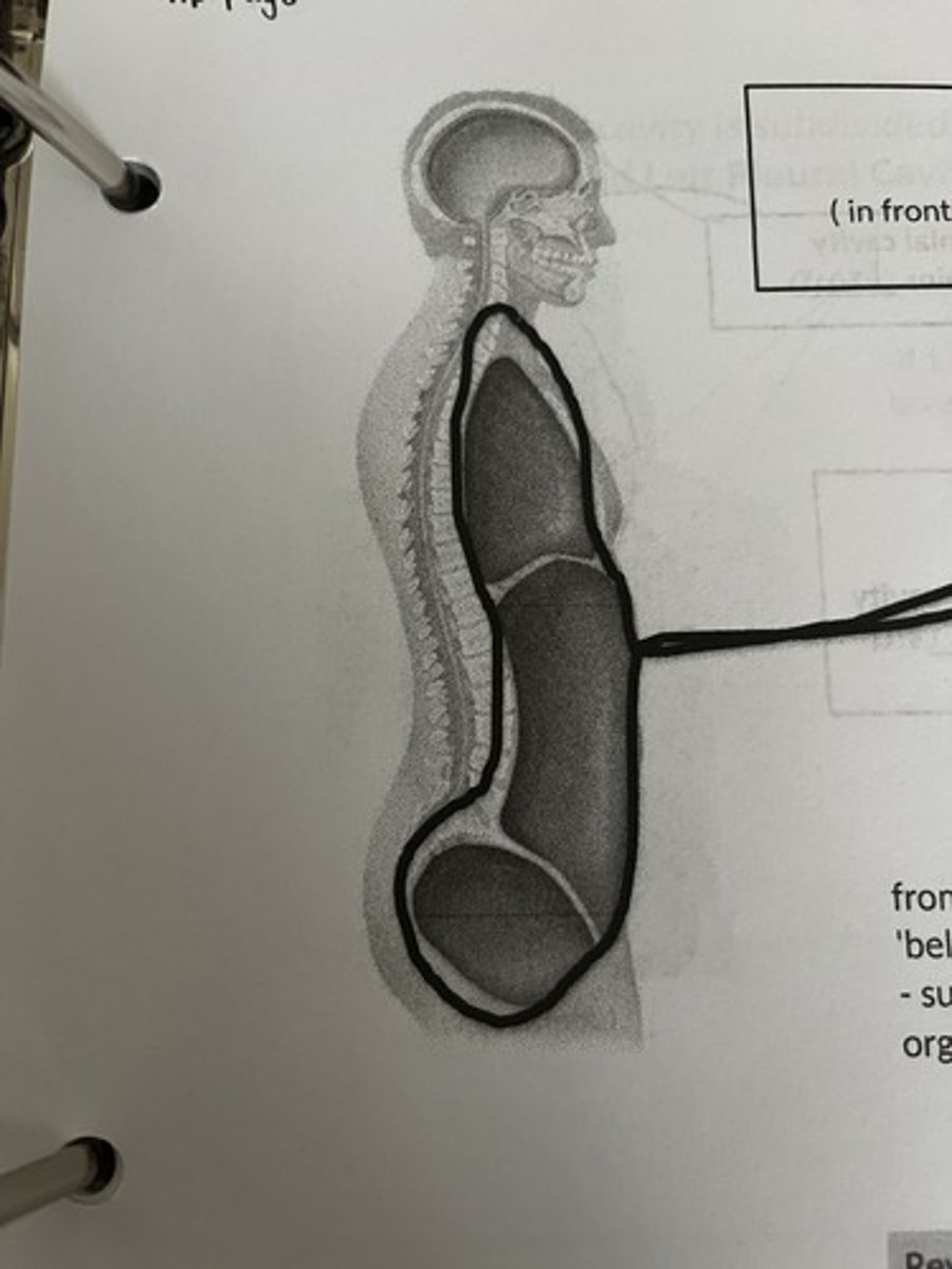 <p>What cavity does this picture represent?</p>