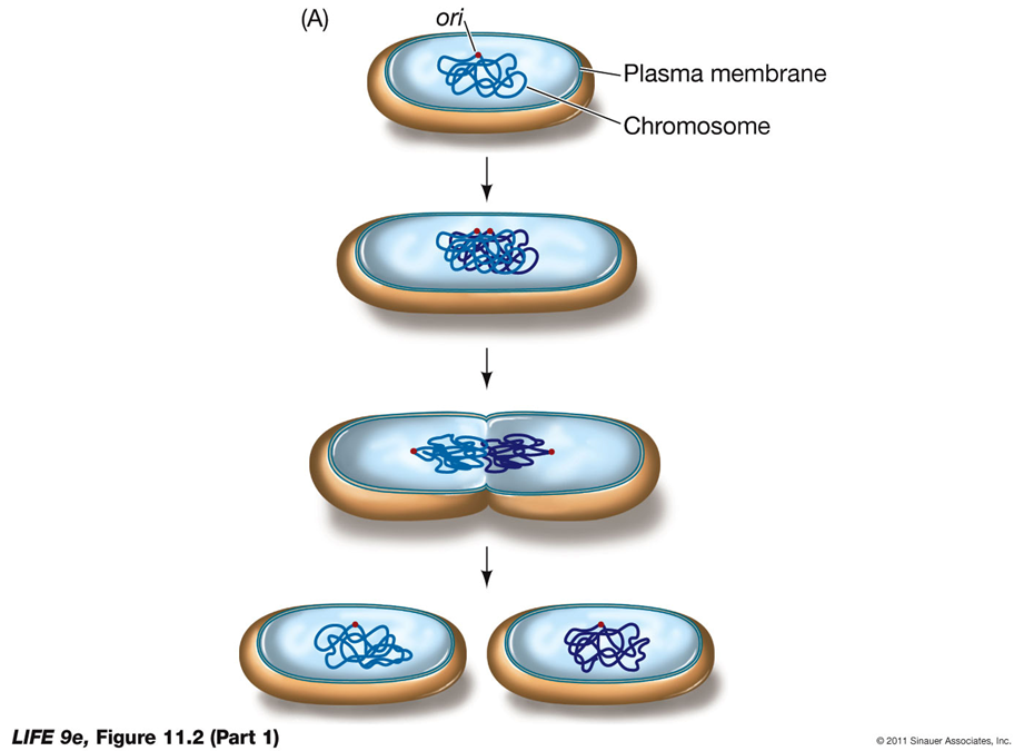 <ul><li><p>Reproductive signal: To initiate cell division</p></li><li><p>Replication: Of DNA</p></li><li><p>Segregation: Distribution of the DNA into the two new cells</p></li><li><p>Cytokinesis: Separation of the two new cells</p></li></ul><p></p>