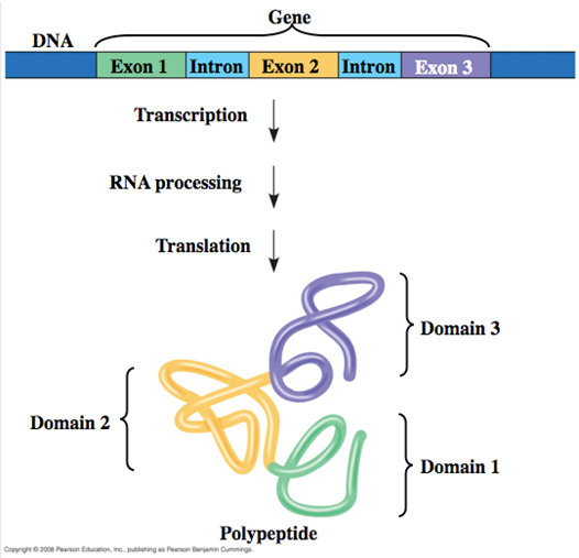 <ul><li><p><strong>Domains in Proteins</strong>:</p><ul><li><p>Proteins are composed of discrete structural and functional regions known as domains.</p></li></ul></li><li><p><strong>Encoding by Exons</strong>:</p><ul><li><p>These domains are often encoded by distinct exons within a gene.</p></li></ul></li><li><p><strong>Facilitating Evolution</strong>:</p><ul><li><p><strong>Exon Shuffling</strong>: The recombination between exons can facilitate evolution. This process allows for the creation of new proteins by mixing and matching different exons, leading to new functional properties in proteins.</p></li></ul></li></ul><p></p><p>example just to understand:</p><ul><li><p><strong>Antibodies:</strong></p><ul><li><p>Antibodies are proteins with domains that bind specific pathogens.</p></li><li><p>Through exon shuffling, new combinations of binding domains can evolve, helping organisms fight off new diseases.</p></li></ul></li></ul><p></p>