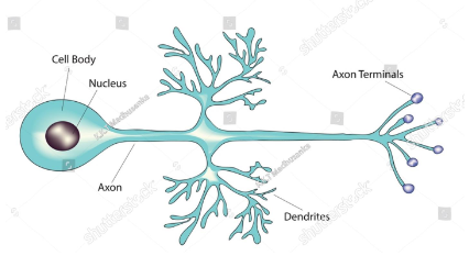 <p>has 1 axon which extends into dendrites</p><p>Primary afferents of spinal and some cranial nerves in vertebrates</p><p>Most common neurons in the CNS of invertebrates</p>