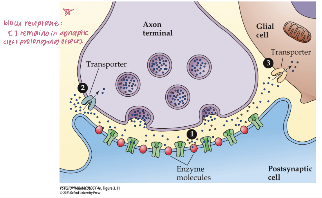 <ol><li><p>enzymatic breakdown w/in or near the synaptic cleft&nbsp;</p></li><li><p><strong>reuptake:&nbsp;</strong>removal from synaptic cleft by transporter proteins on the axon terminal membrane&nbsp;</p></li><li><p>uptake by postsynaptic cell or glial cells&nbsp;</p></li></ol><p></p>