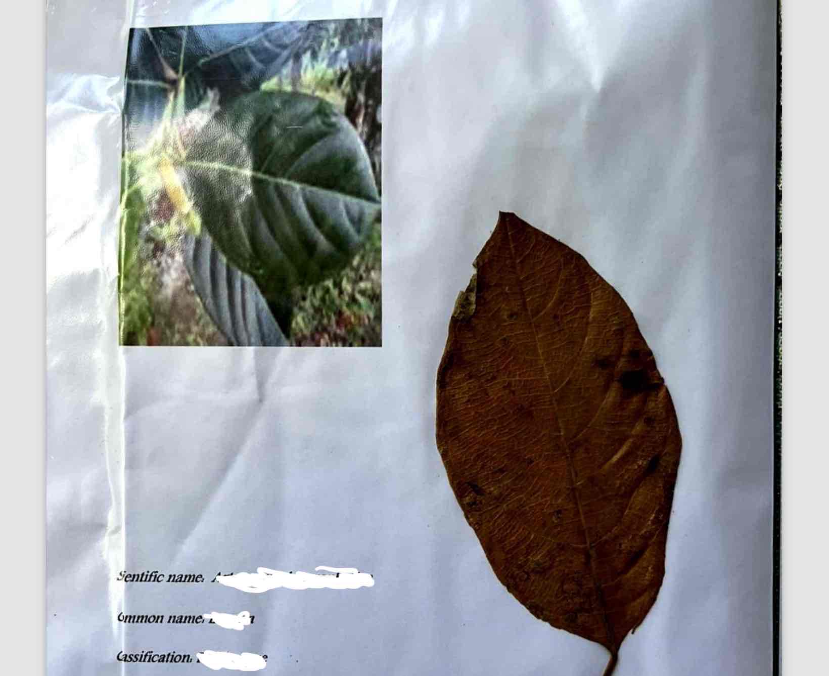 term image