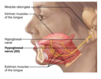 <p>Motor nerve of swallowing and speech</p>