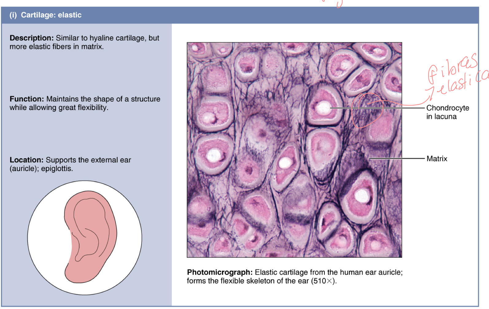 <p>cartílago elastico</p>