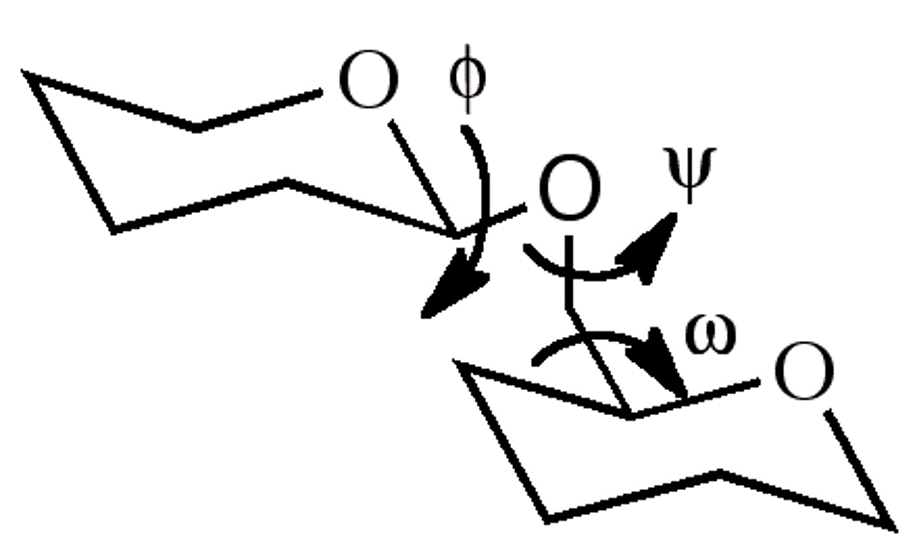 1,6’ glycoside torsional angles