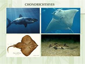 <p>Class: Chondrichthyes; Subphylum: Gnathostomes [Jawed Vertebrates] (Phylum Chordata)</p>