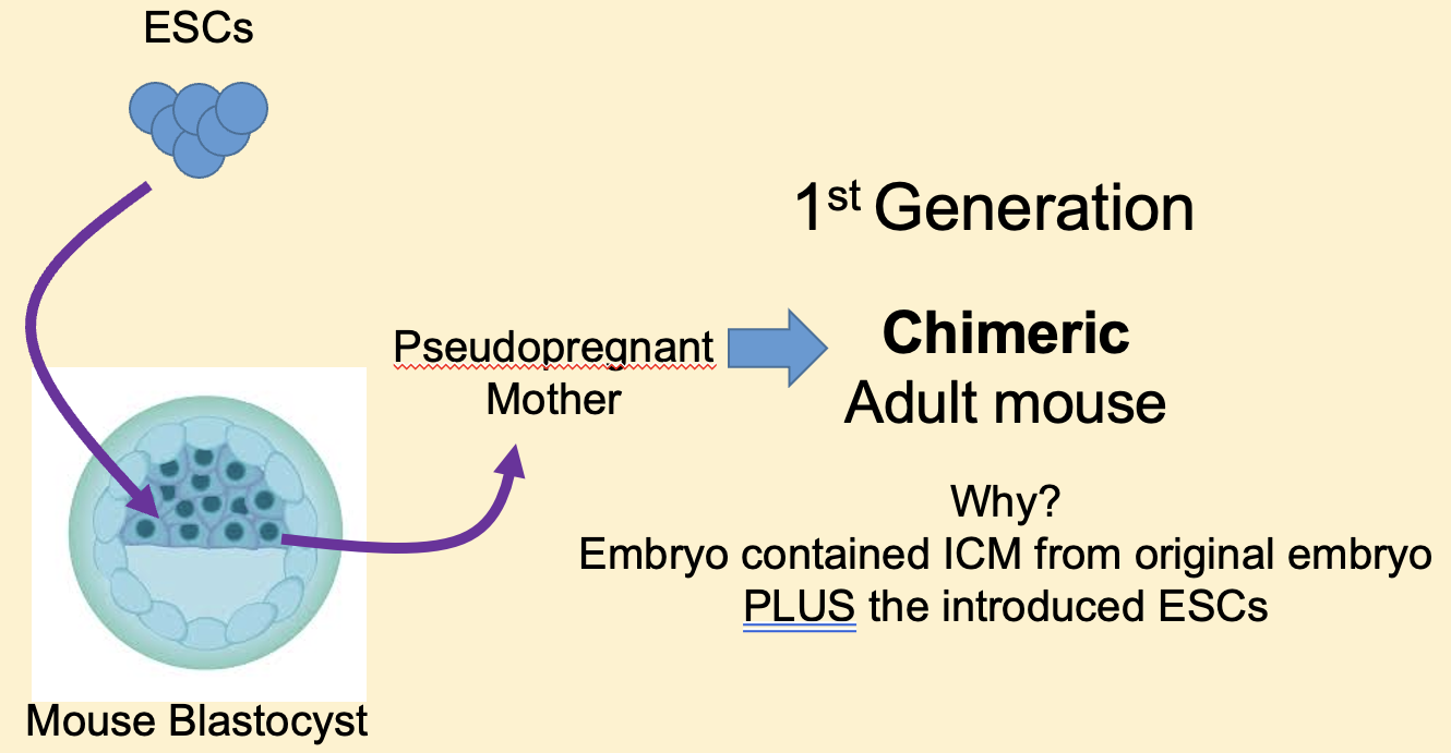<p>Because the ESCs are not totipotent. Can be overcome by introducing the cultured ESCs containing the specific change into a developing blastocyst. Blastocyst already has ICM so new blastocyst has these + introduced ESCs. This is implanted into a pseudopregnant mouse + develops to give rise to an adult mouse. </p>