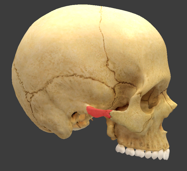 <p>What structure is highlighted in red?</p>