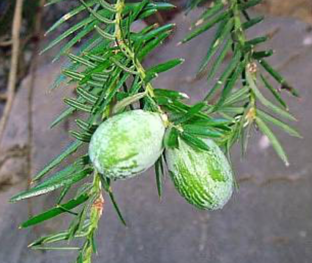 <p>California torreya</p>