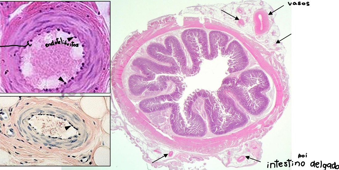 <p>intestino delgado - h&amp;e boi </p>