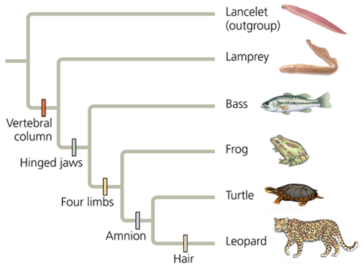 <p>vertebral column; four limbs</p><p>3 multiple choice options</p>