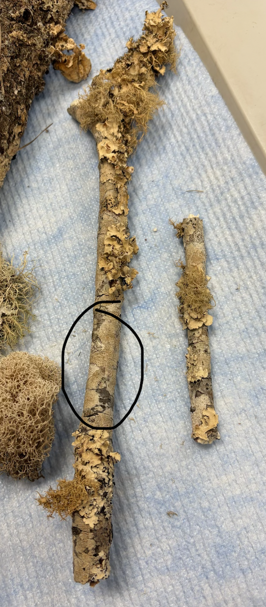 <p>What type of fungi growth is this?</p>