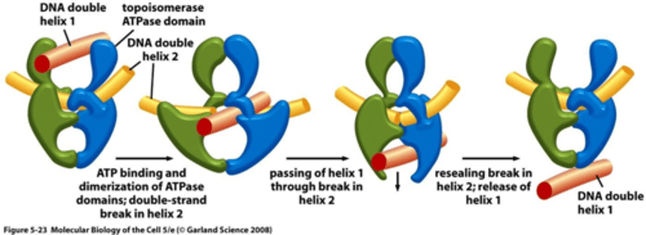 <p>1- DNA gyrase makes a covalent linkage to both strands of one DNA helix and making a double stranded break</p><p>2- The second DNA helix is passed through the break</p><p>3- The break is resealed and the enzyme dissociates</p>