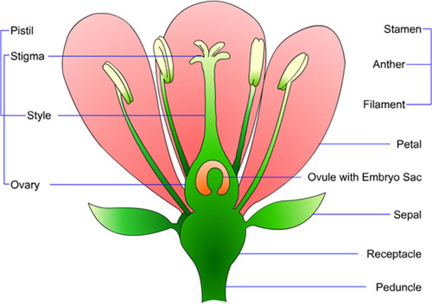 <p>flower parts</p>