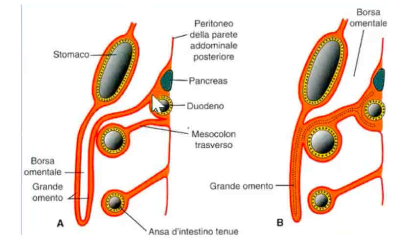 <p>Cresce e si allunga formando il grande epiploon (o omento) che ricopre le strutture addominali. Inizialmente è cavo poi si fondono le due facce e sviluppano tessuto adiposo.</p>