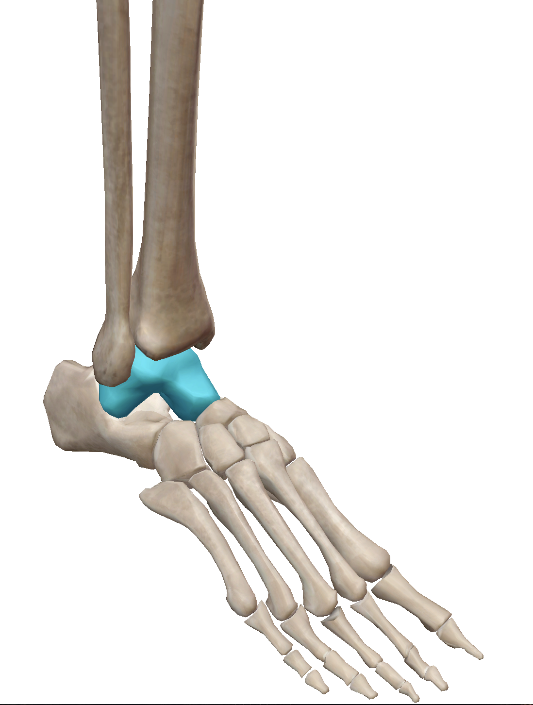 <p>What structure is highlighted?</p>
