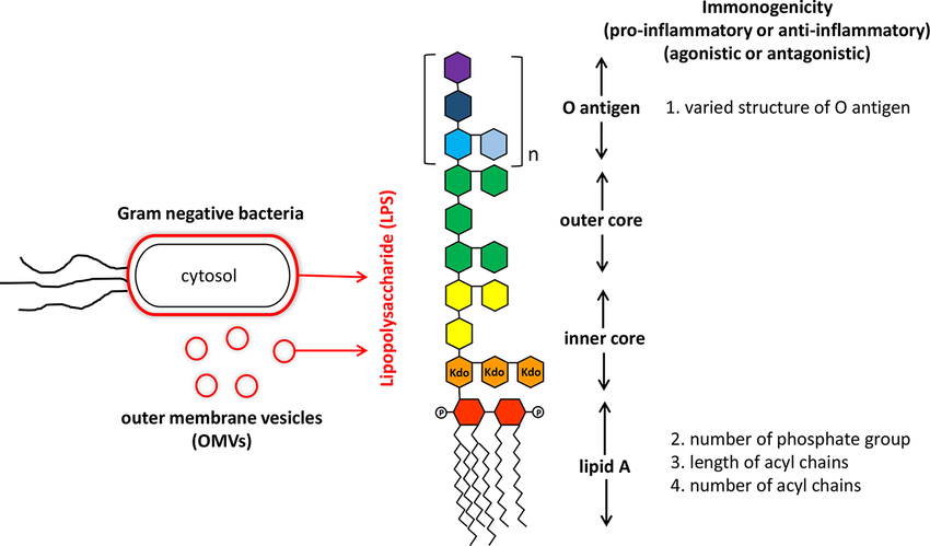 <p>Why is gram-negative LPS known to be an endotoxin?</p>