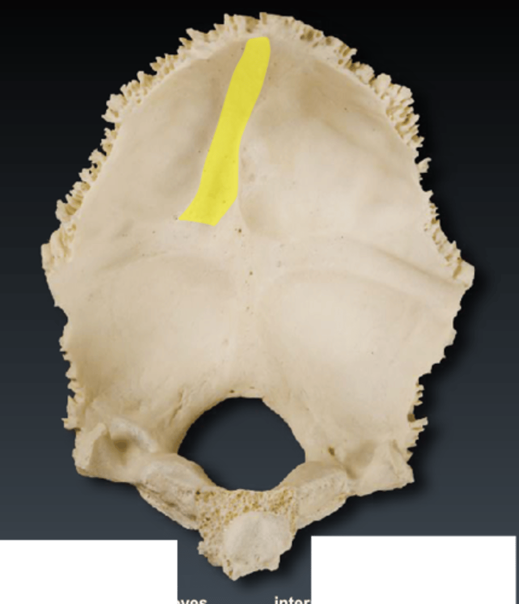 <p>passes superiorly from the internal occipital protuberance, deep endocranial groove marking the posterior extension of the sagittal sulcus</p>