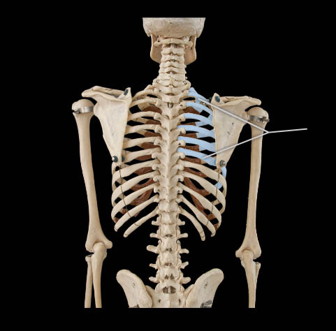 true ribs 1-7; connected directly to the sternum